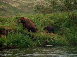 Brown Bear with Cubs along American Creek - Katmai National Park - ALASKA RAFT CONNECTION 